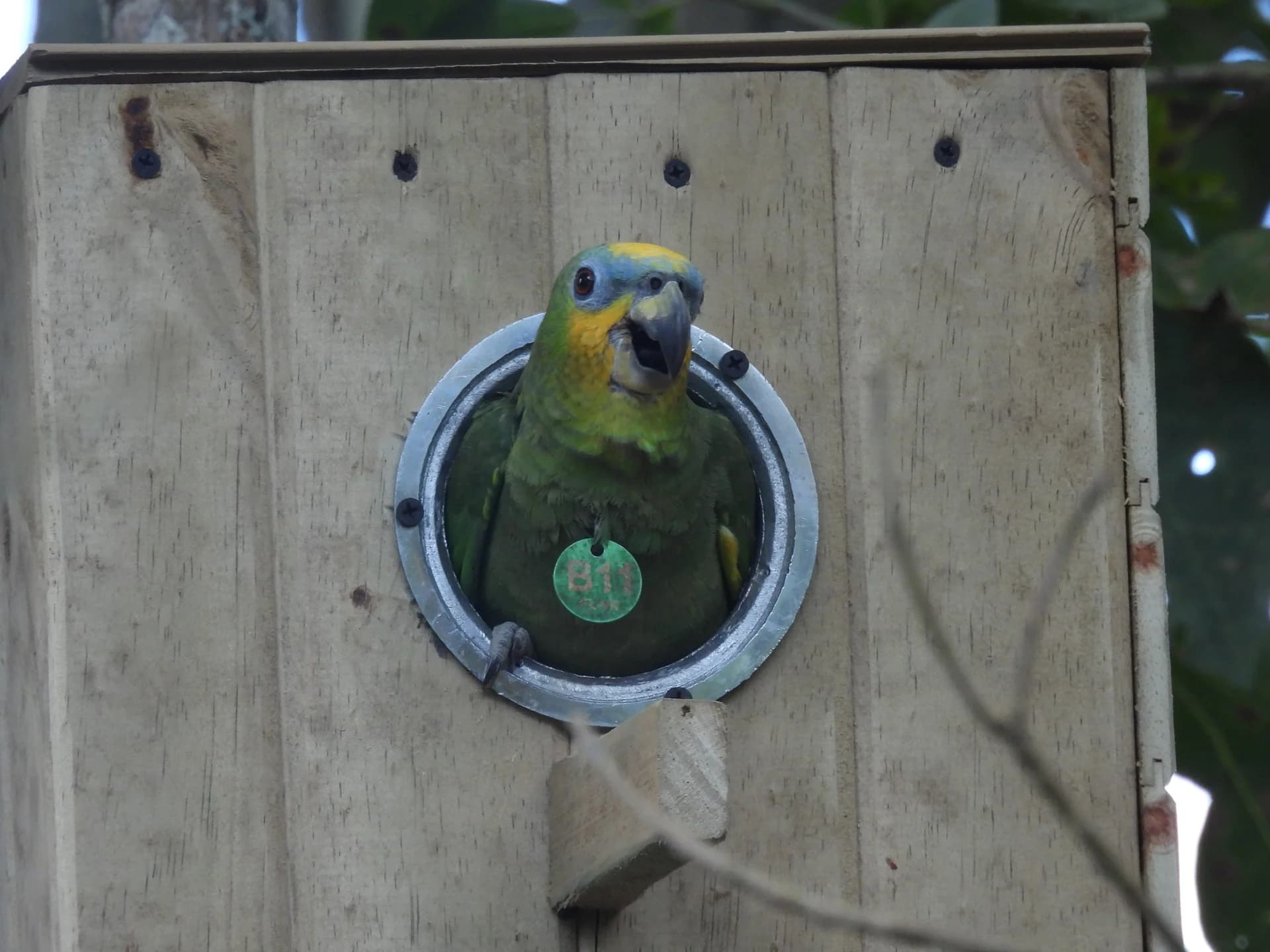 Loro real asomando la cabeza desde la entrada de un nido artificial en el bosque
