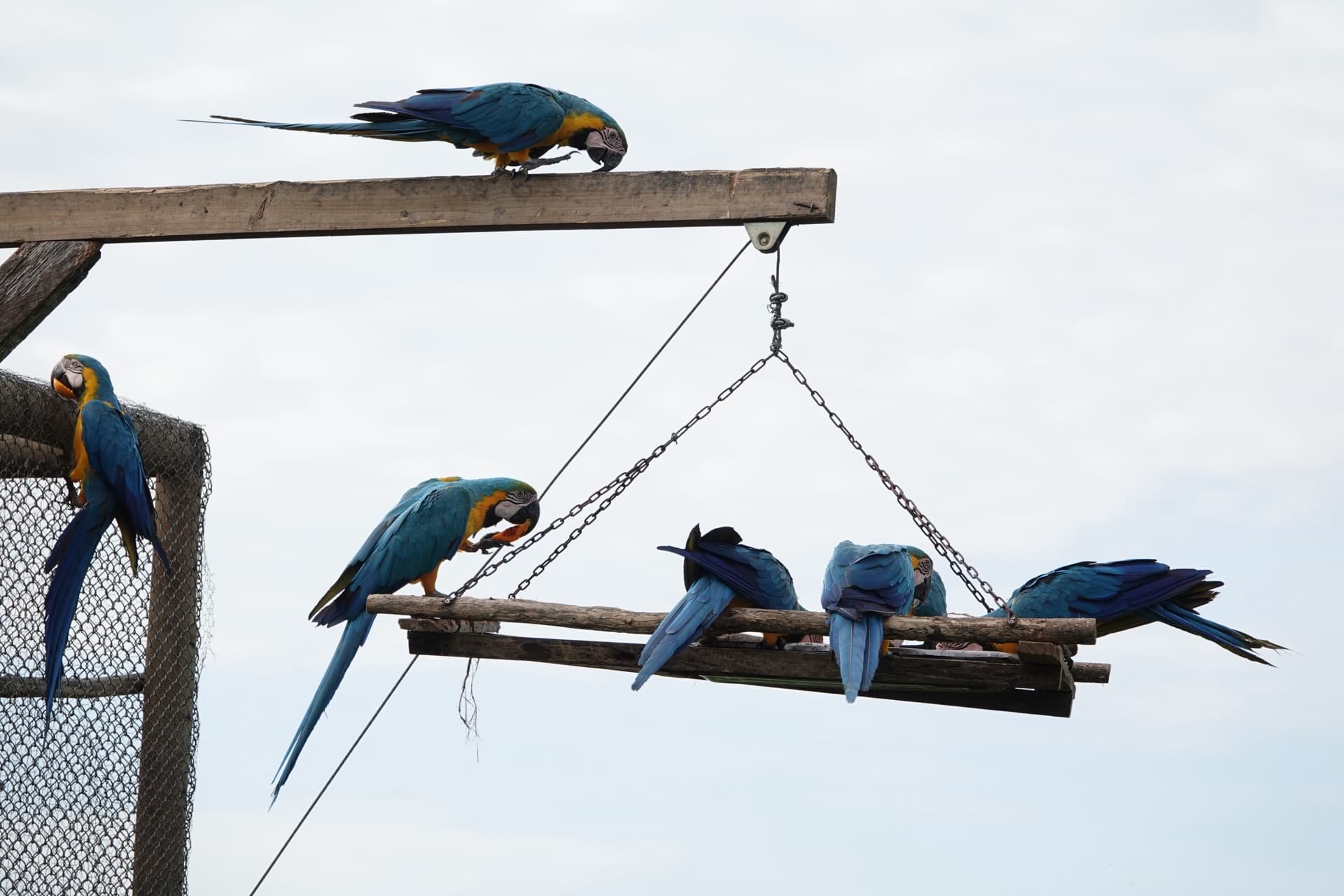 Bandada de guacamayos azules y amarillos (Ara ararauna) en una estación de alimentación elevada — dispositivo central de la liberación blanda en el método de Fundación Loros