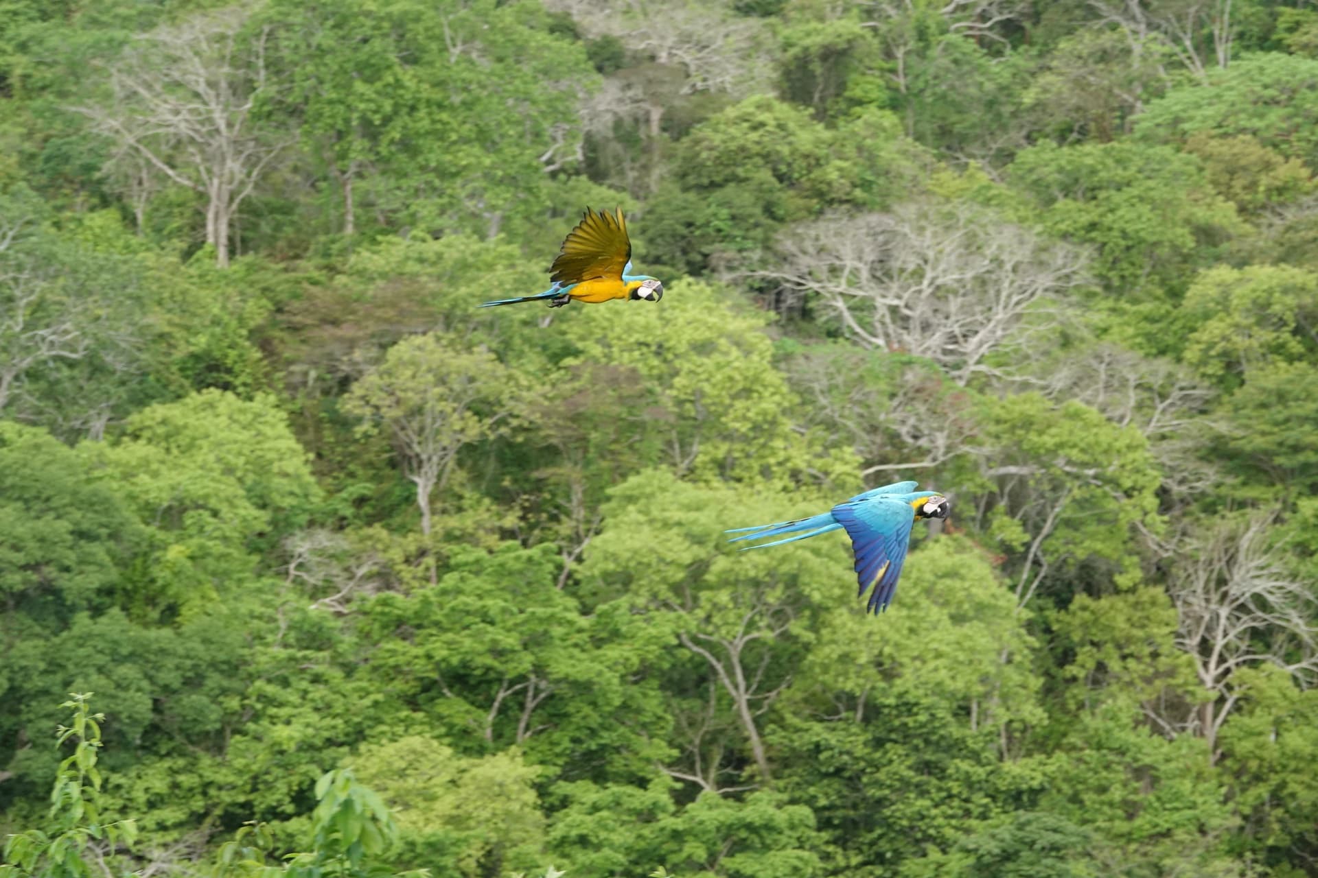 Bandada de loros liberados volando sobre el bosque seco tropical de Villanueva, Bolívar