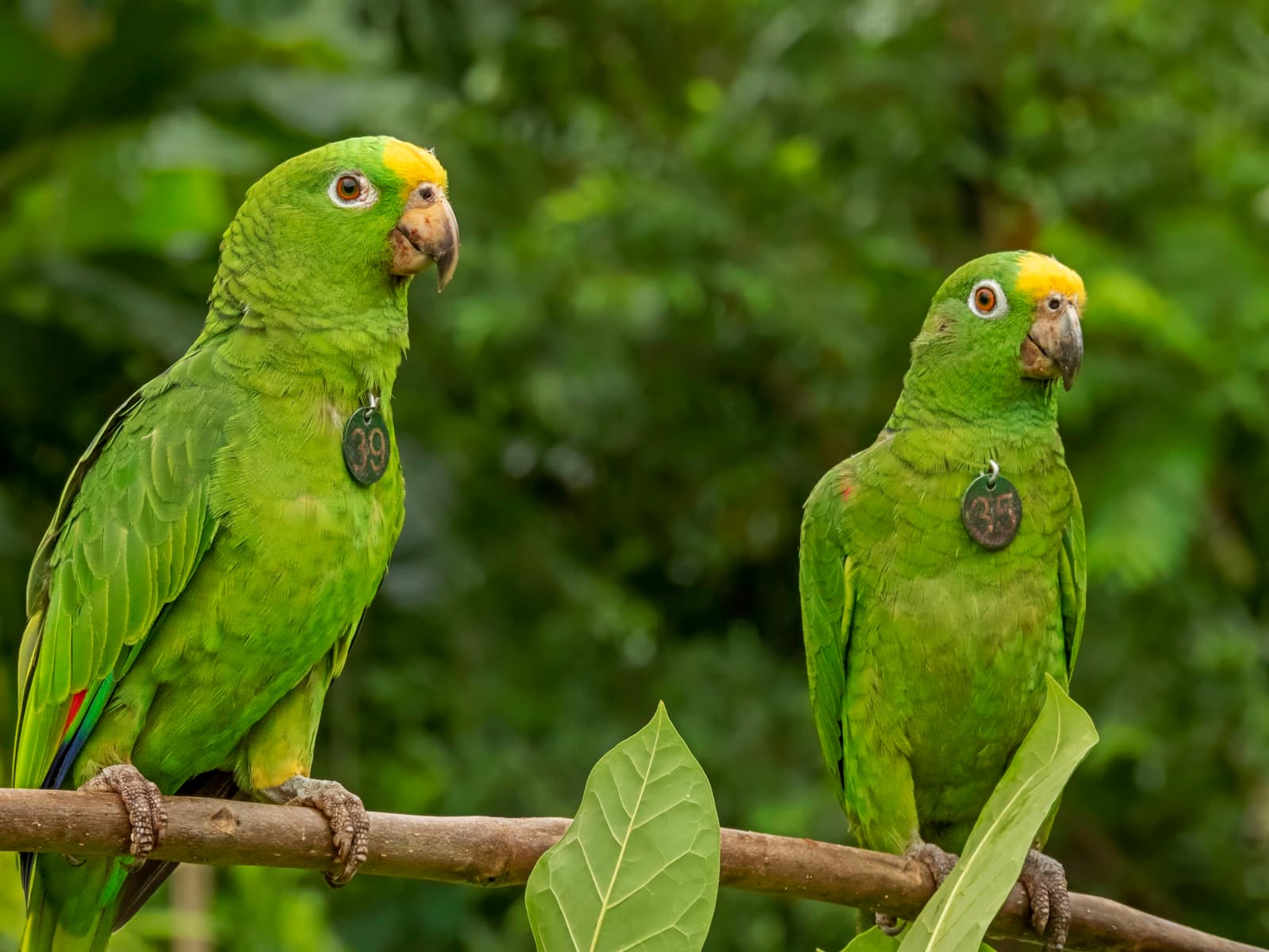 Dos loras frentiamarillas (Amazona ochrocephala) liberadas, con sus chapas numeradas de identificación, posadas en la reserva — parte de la primera liberación del estudio