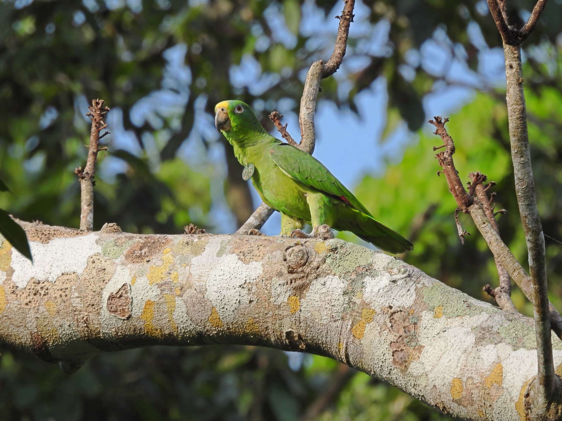 Loro frentiamarillo liberado en Los Loros, identificado con anillo de monitoreo número 25, posado en un cerezo del bosque seco tropical
