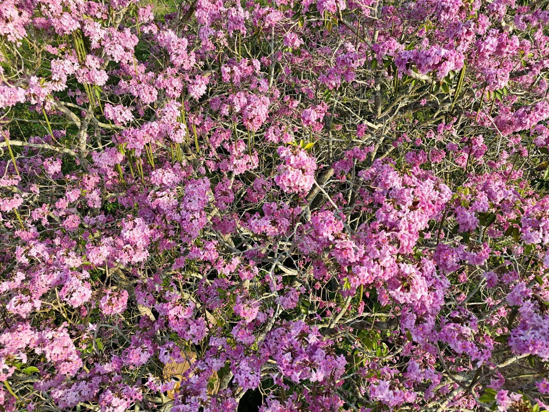 Roble morado en floración — Tabebuia rosea, árbol nativo del bosque seco tropical sembrado en el vivero forestal de Los Loros