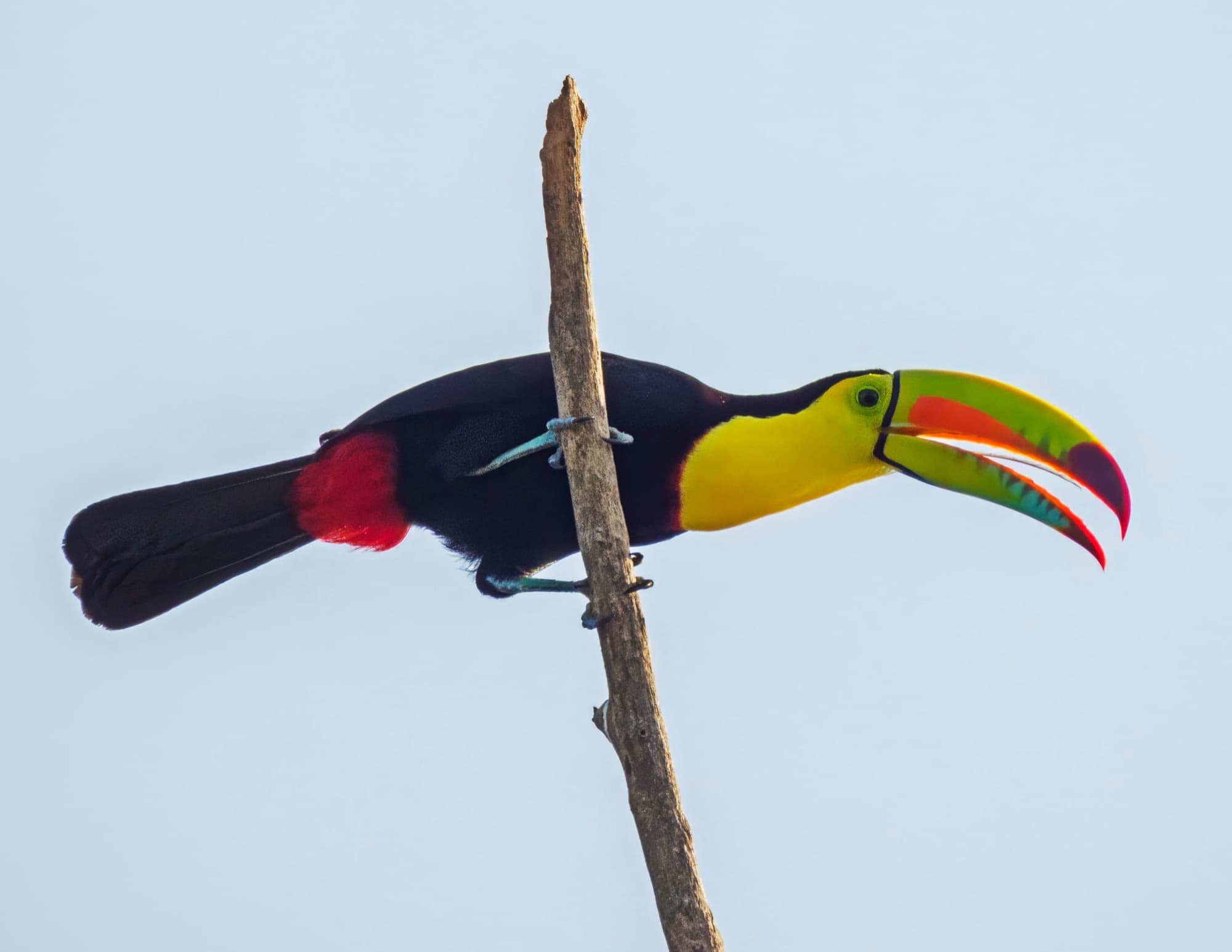 Birdwatching privado: tucanes, loros y guacamayas entre 200+ especies · 35 km de Cartagena