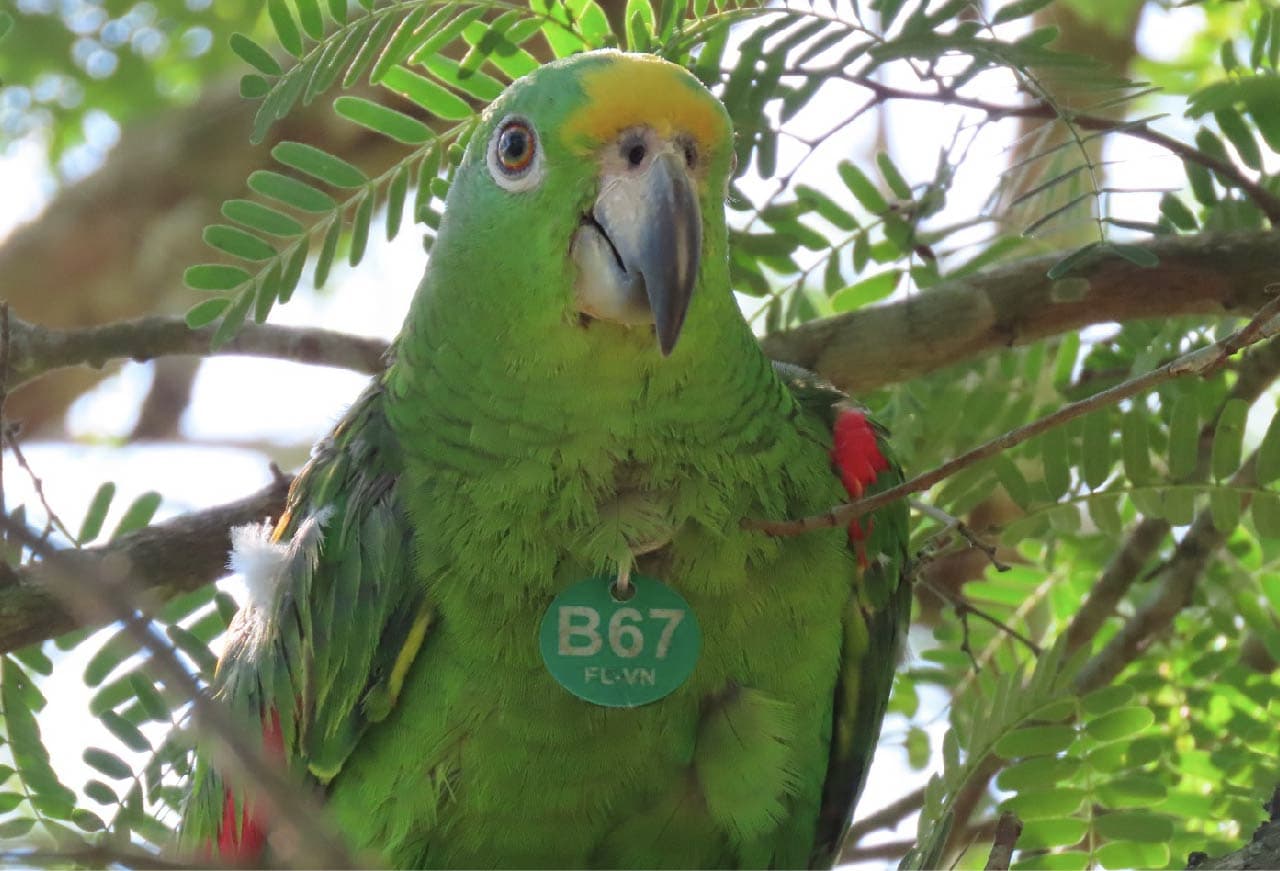 Voluntariado en el Santuario de Loros y Guacamayas cerca de Cartagena
