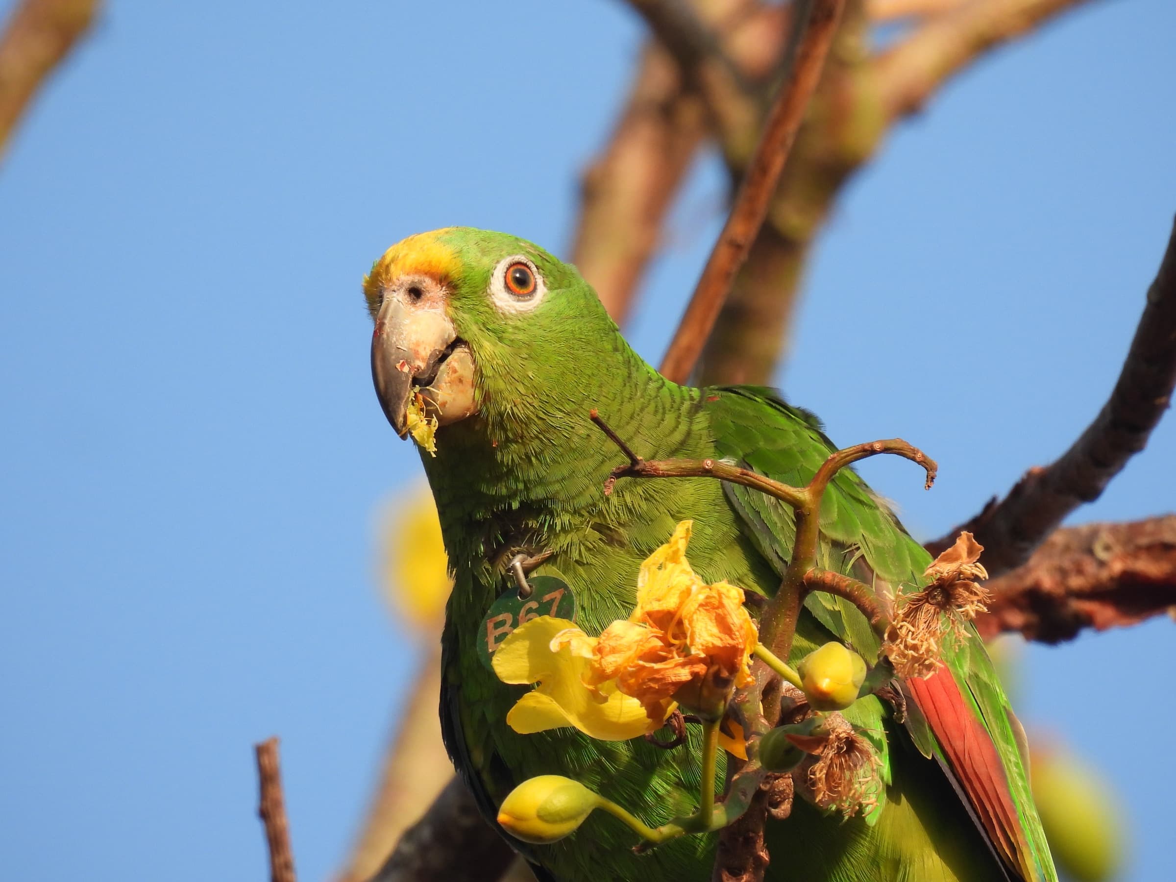 Loro frentiamarillo (Amazona ochrocephala) con chapa de identificación, alimentándose de una flor de papayote en el bosque seco — un ave que estuvo en cautiverio y hoy sobrevive en libertad